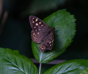 vlindersKuurne-21